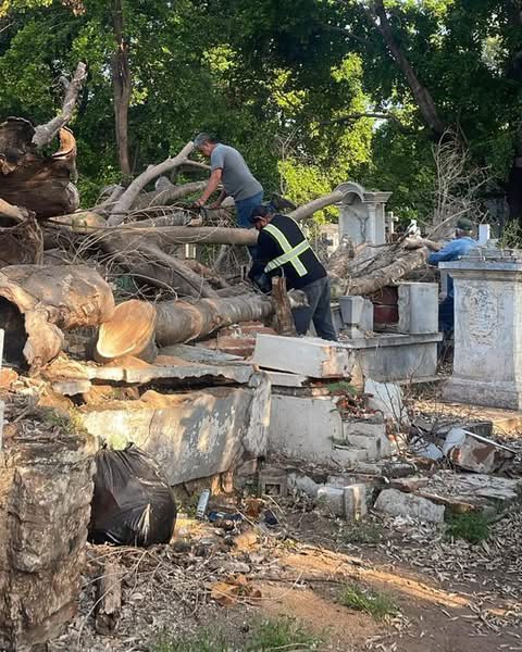 🌳🧹 Continúan los trabajos de limpieza en el panteón de Pericos