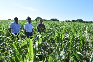 Mocorito experimenta para mejorar rendimiento del maíz temporalero